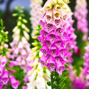 Foxglove Seeds – Pink
