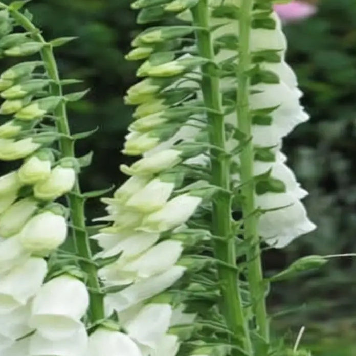 Foxglove Seeds – Premium
