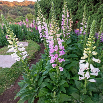 Foxglove Seeds – Tall
