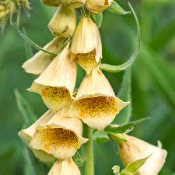 Foxglove Seeds – Yellow
