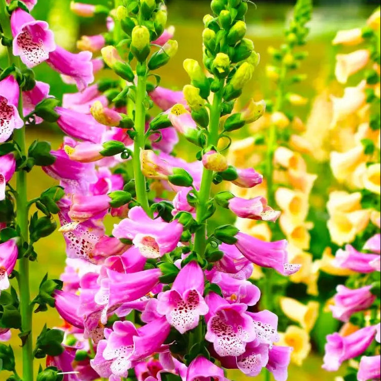 Foxglove Seeds – Stunning Summer
