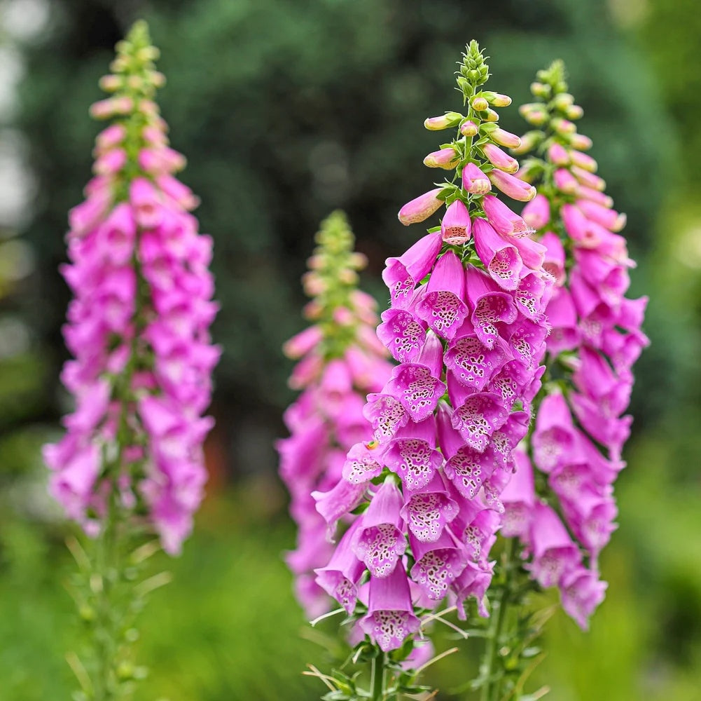Foxglove Seeds – Stunning Summer
