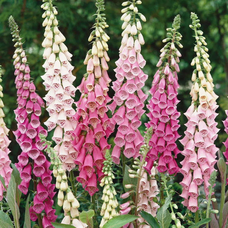 Foxglove Seeds – Tall
