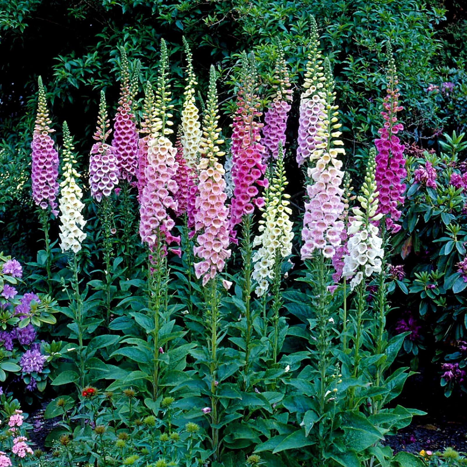 Foxglove Seeds – Tall
