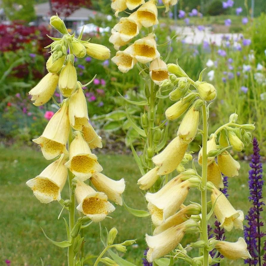 Foxglove Seeds – Yellow

