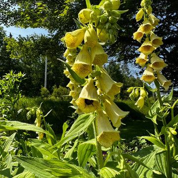 Foxglove Seeds – Yellow
