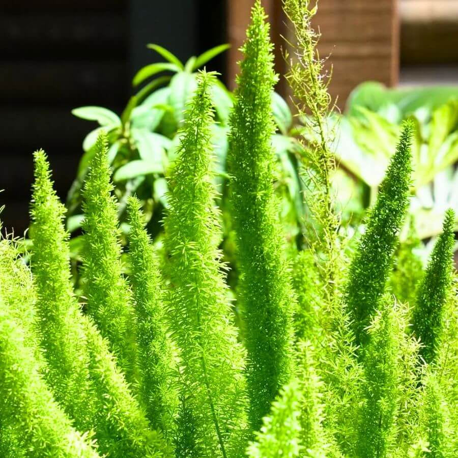 Foxtail Fern Seeds - Flower Plant