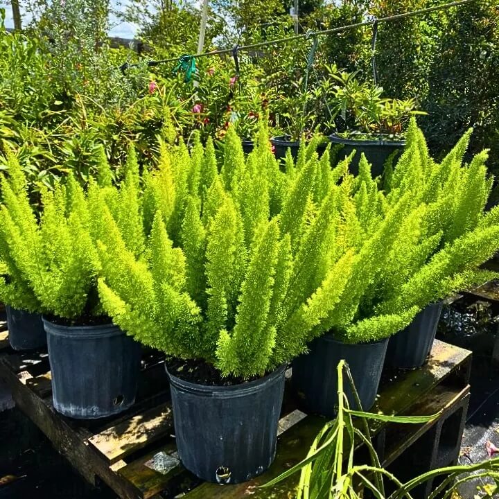 Foxtail Fern Seeds - Flower Plant