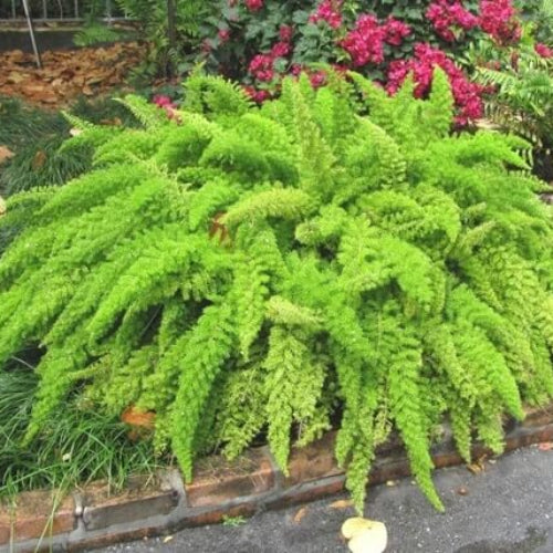Foxtail Fern Seeds - Flower Plant