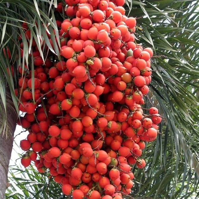 Foxtail Palm Seeds - Fruit Plant