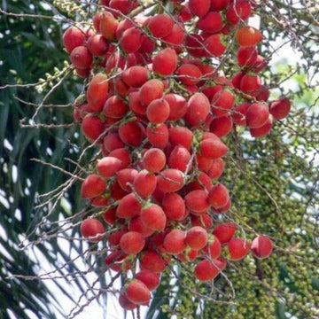 Foxtail Palm Seeds - Fruit Plant
