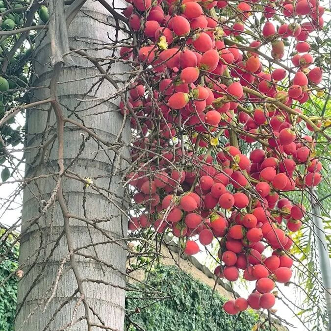 Foxtail Palm Seeds - Fruit Plant
