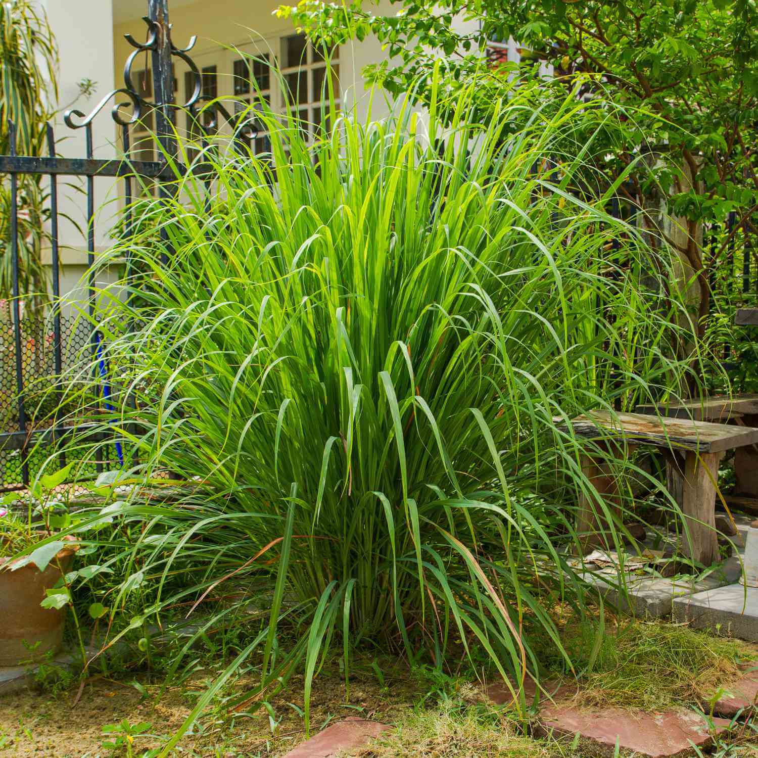 Fragrant Citronella Seeds for Planting