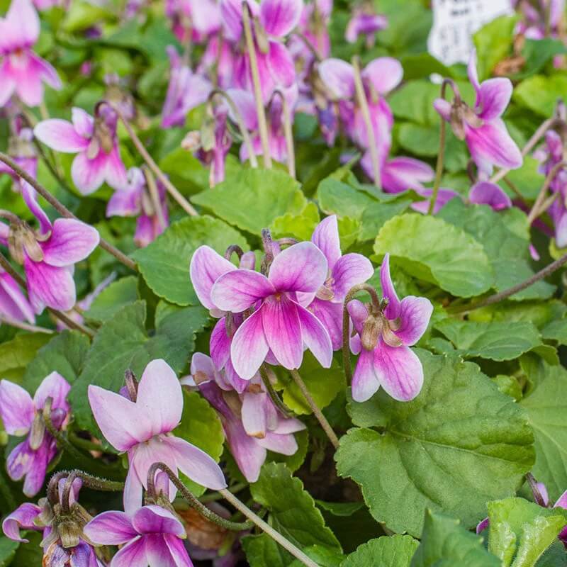 Fragrant English Violet Seeds