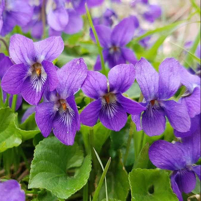 Fragrant English Violet Seeds