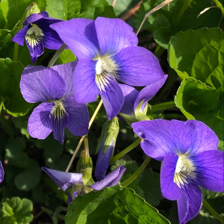 Fragrant English Violet Seeds