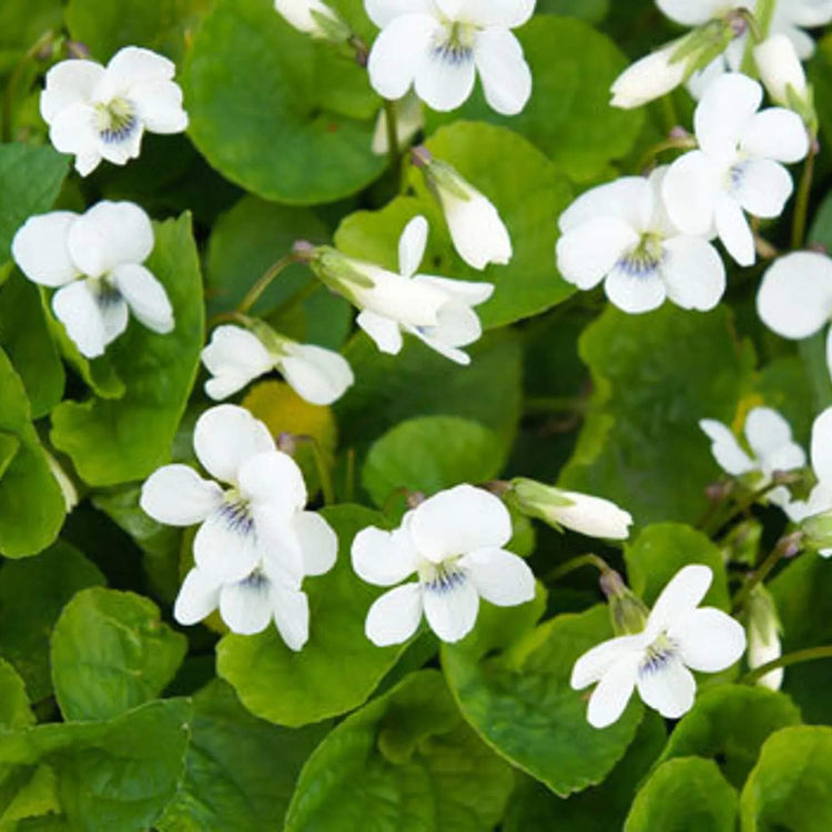 Fragrant English Violet Seeds