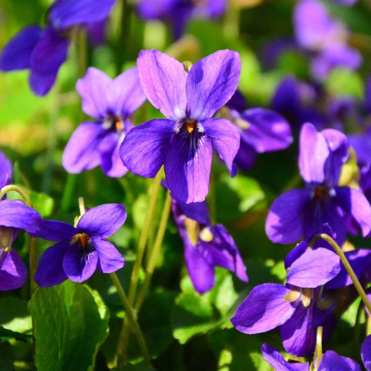 Fragrant English Violet Seeds