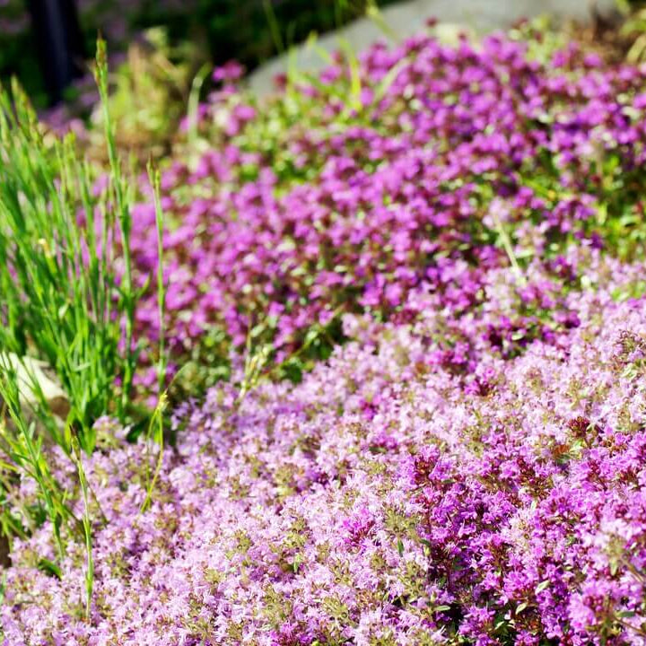 Fragrant Ground Cover Seeds 