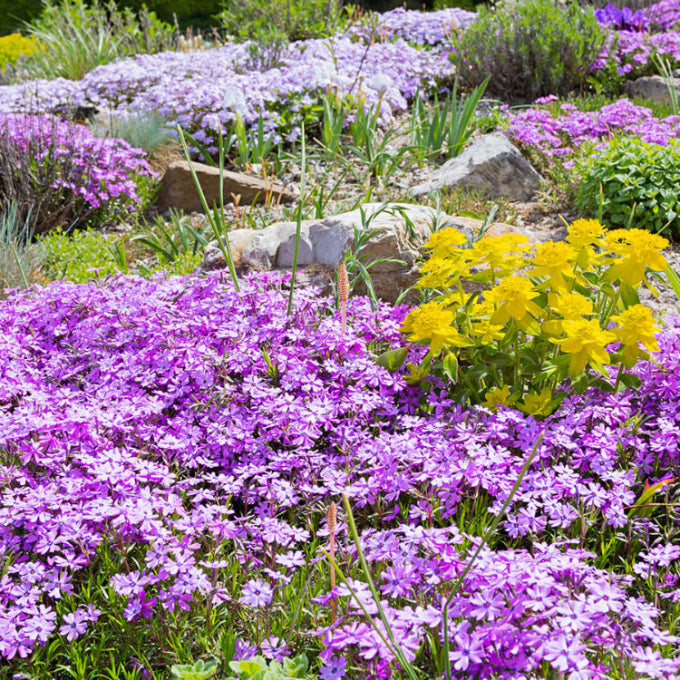 Fragrant Ground Cover Seeds 