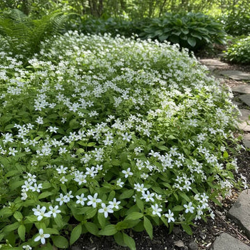 Fragrant Ground Cover Seeds 