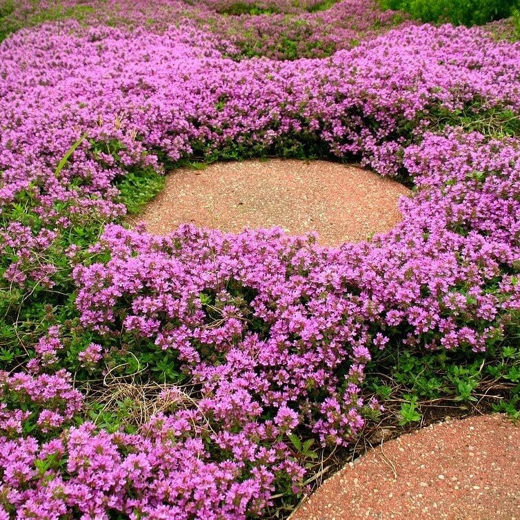 Fragrant Ground Cover Seeds 