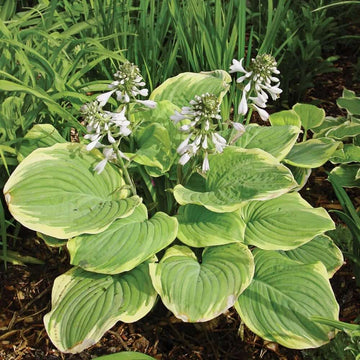 Fragrant Hosta Seeds