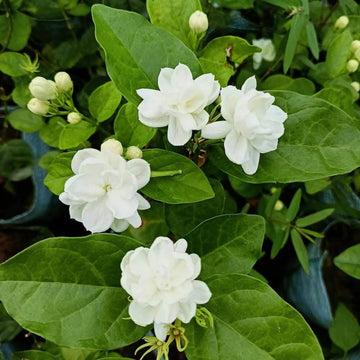 Fragrant Jasmine Seeds