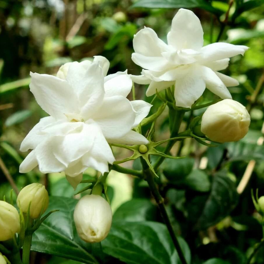 Fragrant Jasmine Seeds