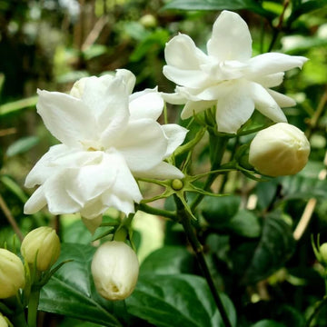 Fragrant Jasmine Seeds