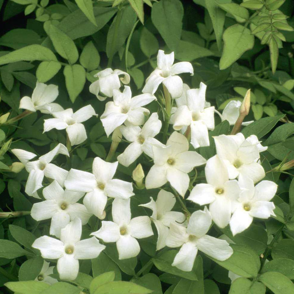 Fragrant Jasmine Seeds