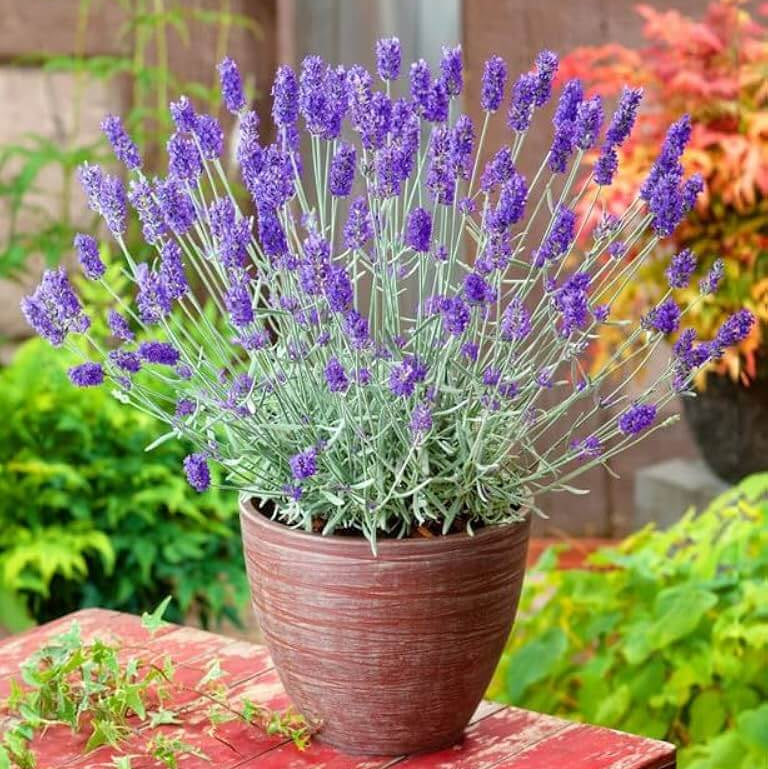 Fragrant Lavender Seeds