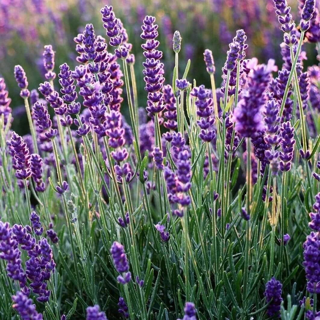 Fragrant Lavender Seeds