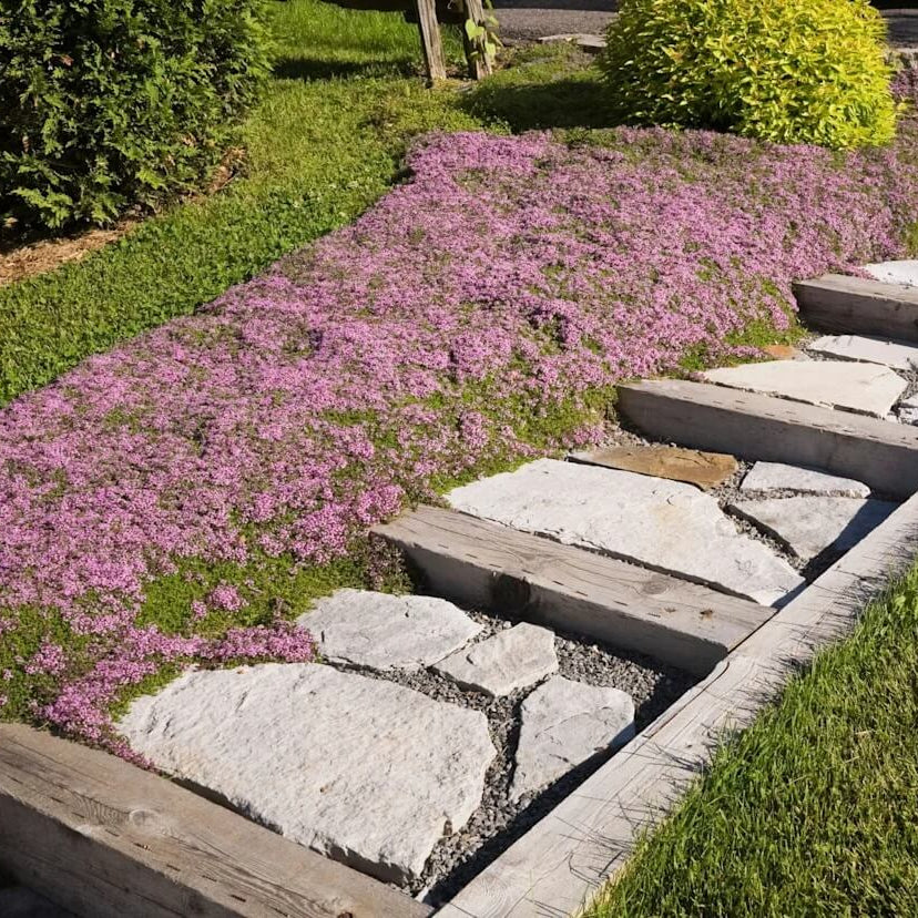 Fragrant Lawn Replacement Plant Seeds