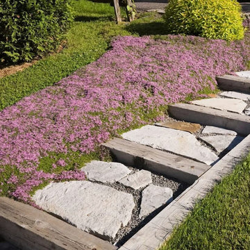 Fragrant Lawn Replacement Plant Seeds