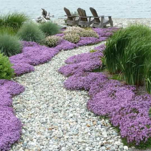 Fragrant Lawn Replacement Plant Seeds