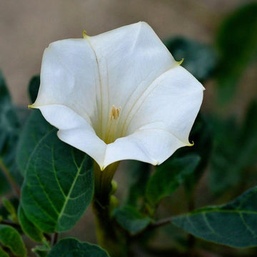 Fragrant Moonflower Seeds - Flower Plant