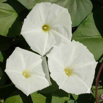 Fragrant Moonflower Seeds - Flower Plant