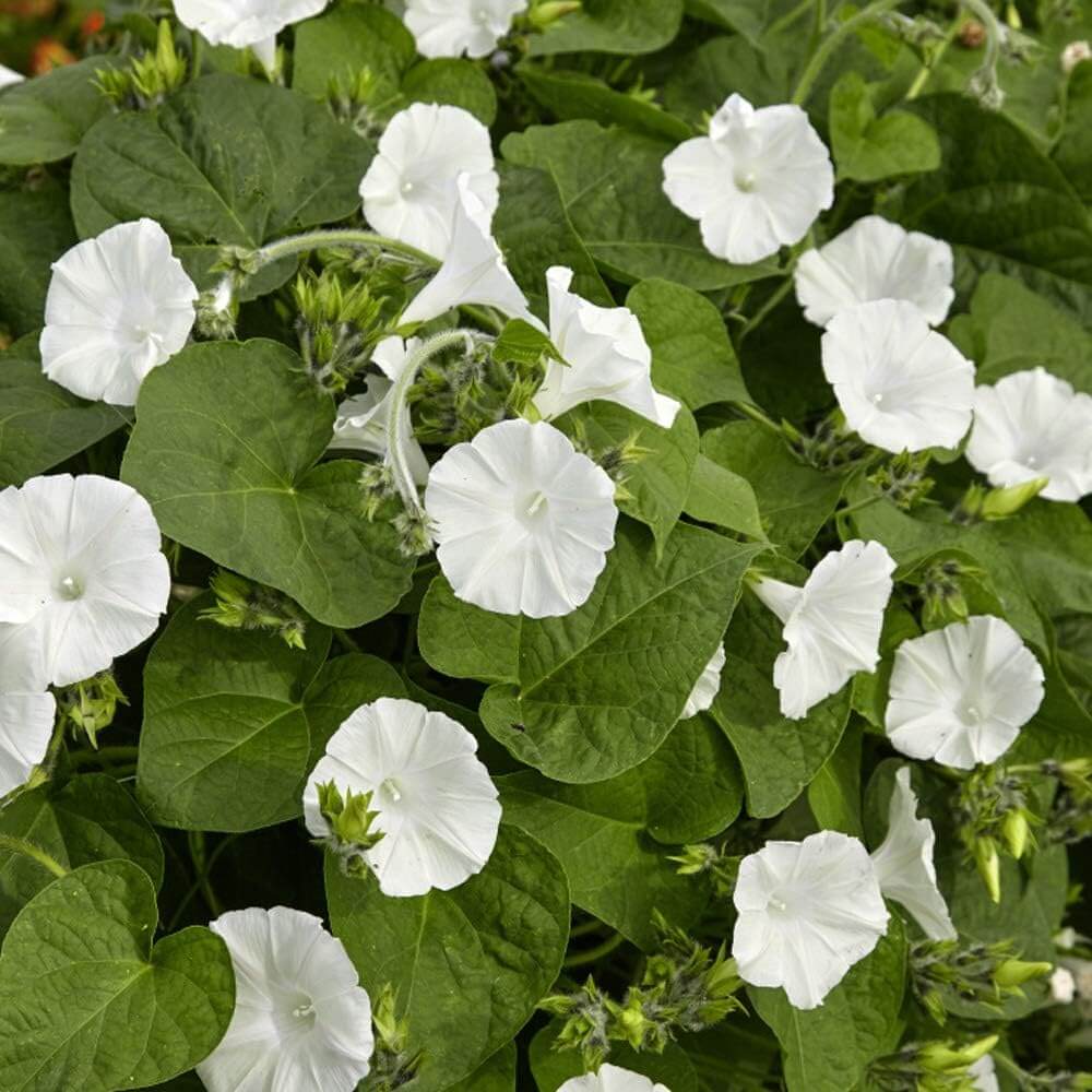 Fragrant Moonflower Seeds - Flower Plant
