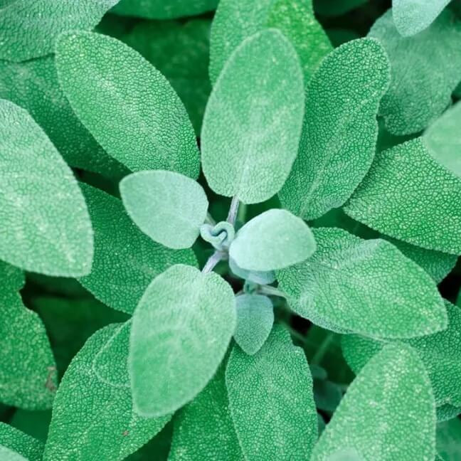 
Fragrant Sage Plant Seeds - Herbal Plant
