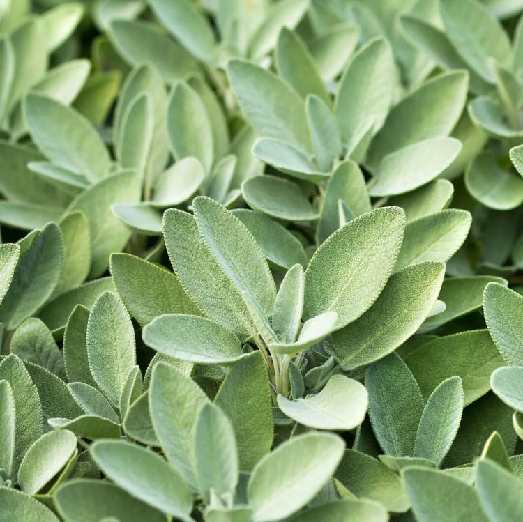 
Fragrant Sage Plant Seeds - Herbal Plant
