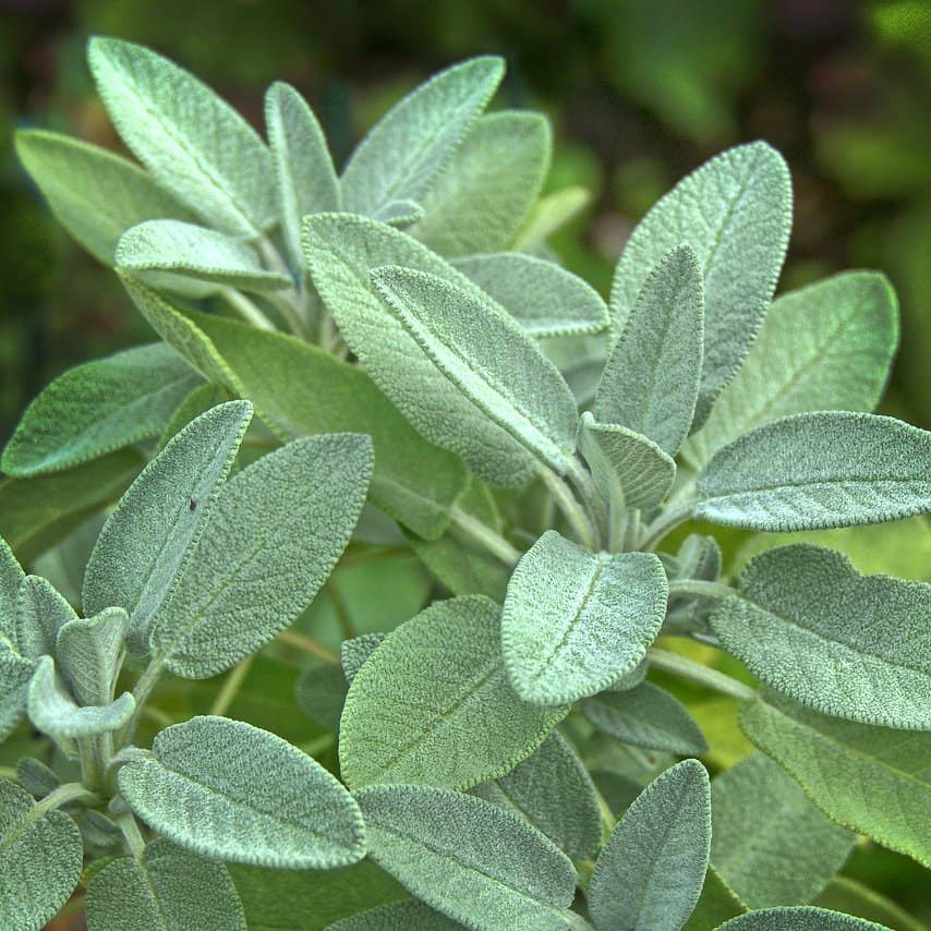 
Fragrant Sage Plant Seeds - Herbal Plant

