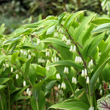 Fragrant Solomon’s Seal Seeds