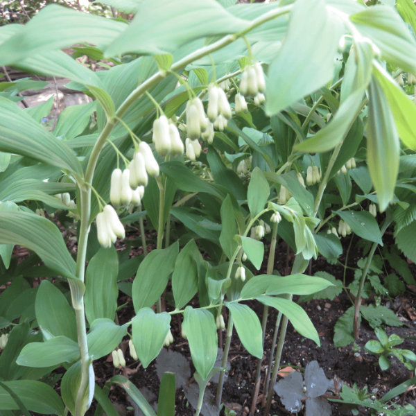 Fragrant Solomon’s Seal Seeds