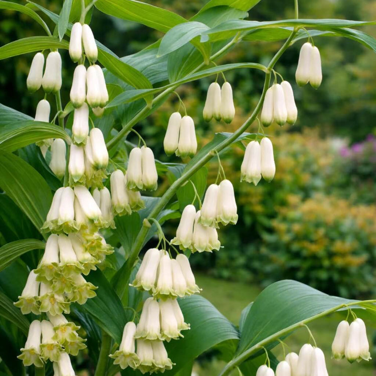 Fragrant Solomon’s Seal Seeds