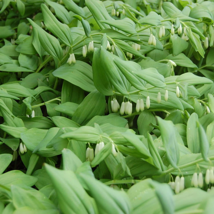 Fragrant Solomon’s Seal Seeds