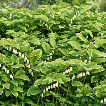 Fragrant Solomon’s Seal Seeds