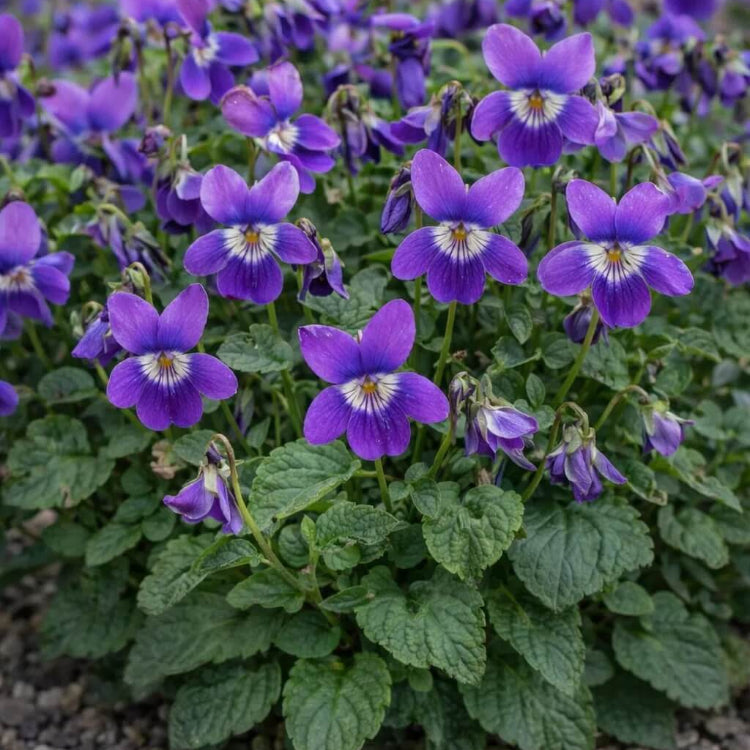 Fragrant Violet Seeds