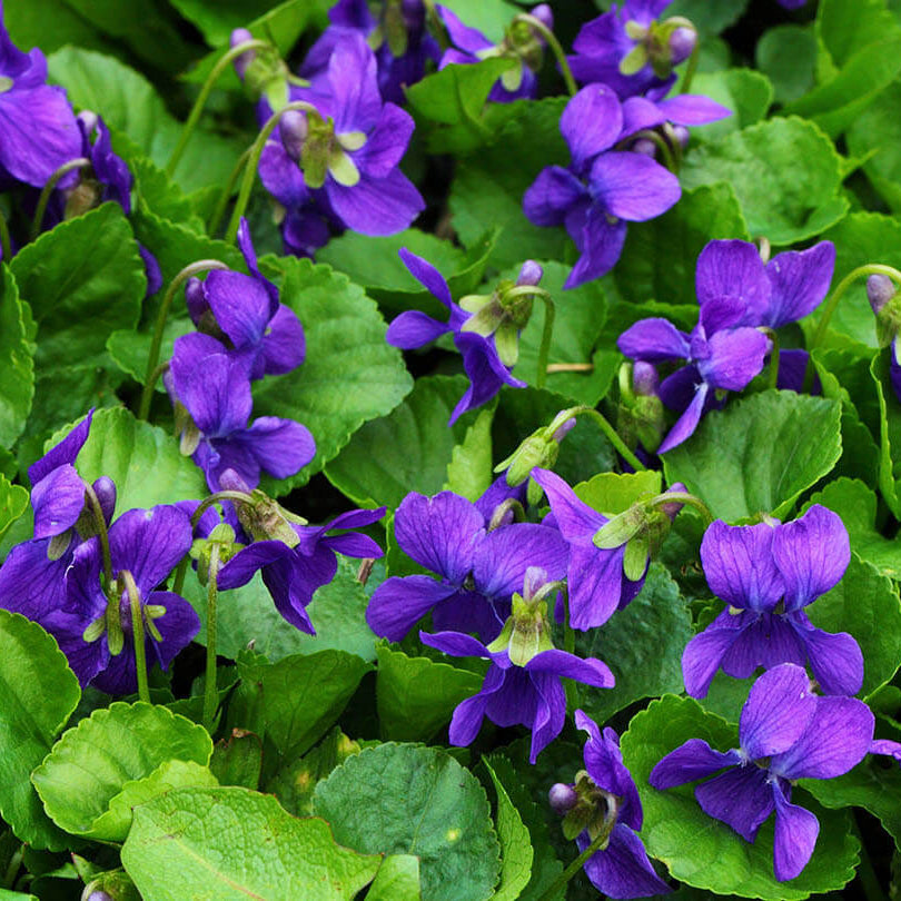 Fragrant Violet Seeds