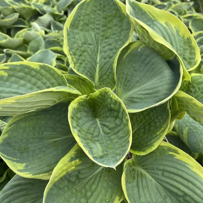 Frances Williams Hosta Seeds - Flower Plant